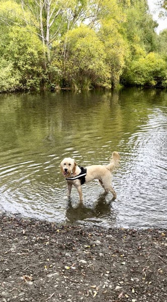 14-Month-Old Goldendoodle Ziggy Carousel 5