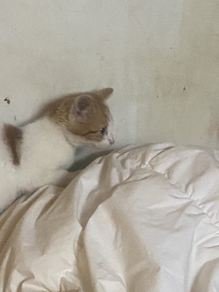 Gorgeous ginger and white and ginger kittens Carousel 1