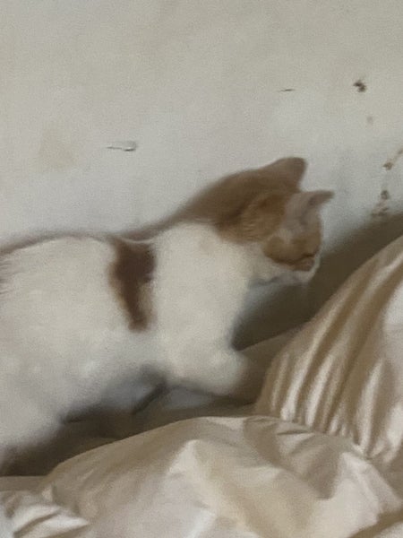 Gorgeous ginger and white and ginger kittens Carousel 2