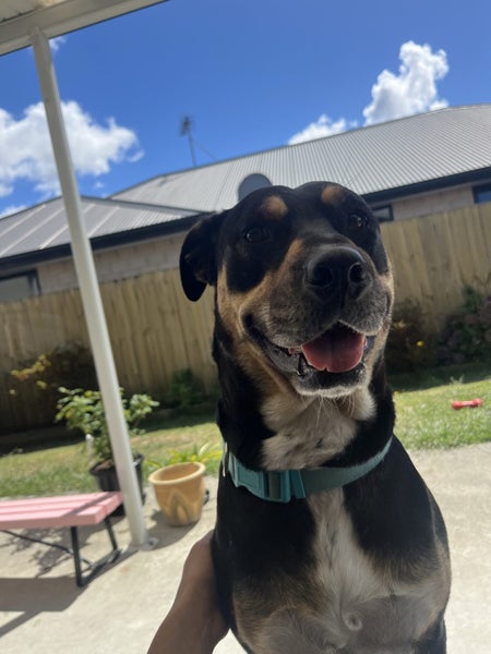 Dog for adoption Carousel 2
