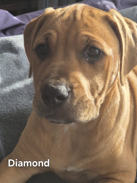Mastiff Rottweiler cross Puppies Carousel 1