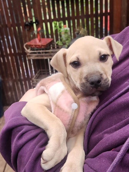 Etta (Ellie's Canine Rescue & Rehome) Carousel 2