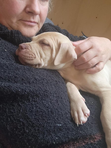 Frank Jnr (Ellie's Canine Rescue & Rehome) Carousel 2