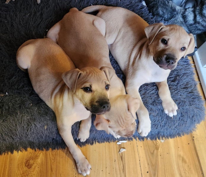 Frank Jnr (Ellie's Canine Rescue & Rehome) Carousel 5
