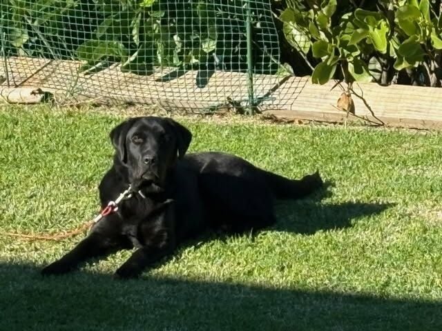 Charlotte the Black Lab Carousel 1