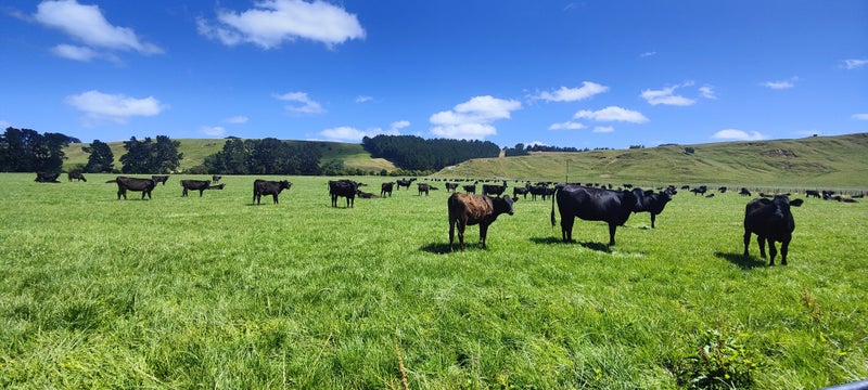 RLP - Makarkara Carousel 2