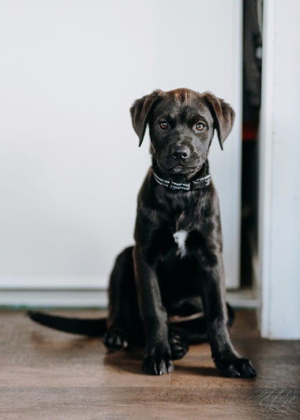 Nugget (Ellie's Canine Rescue & Rehome) Carousel 2