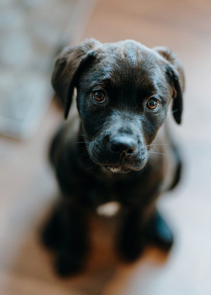 Nugget (Ellie's Canine Rescue & Rehome) Carousel 1