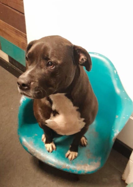 Moana - 3 years old and Good with Other Dogs Carousel 1
