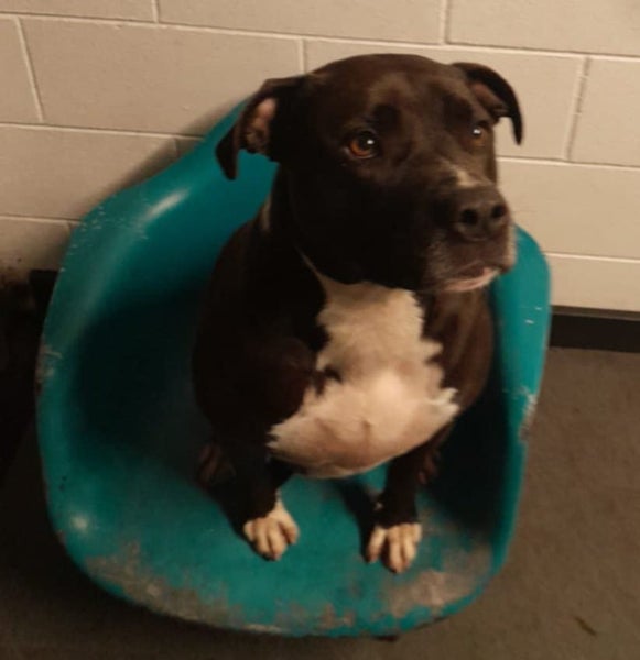 Moana - 3 years old and Good with Other Dogs Carousel 2