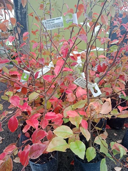 PSEUDOCYDONIA SINENSIS Carousel 1