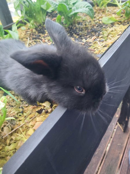 Mini Lop Rabbit kits Carousel 2