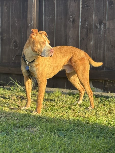 Mastiff x Pitbull for good rehome Carousel 1
