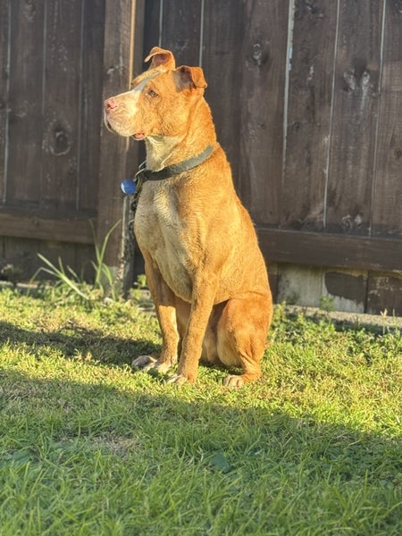 Mastiff x Pitbull for good rehome Carousel 2