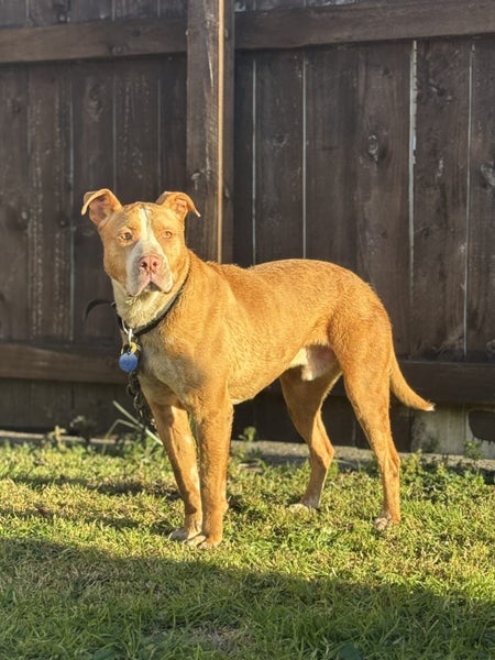 Mastiff x Pitbull for good rehome Carousel 3