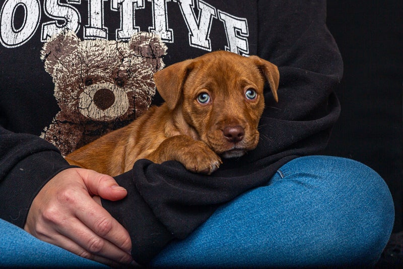 Paxton - PUPPY Pound Hounds Rescue Carousel 1