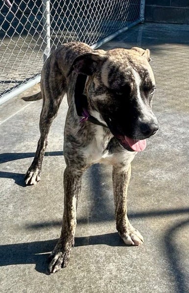Brolly - Bull Mastiff cross Carousel 1