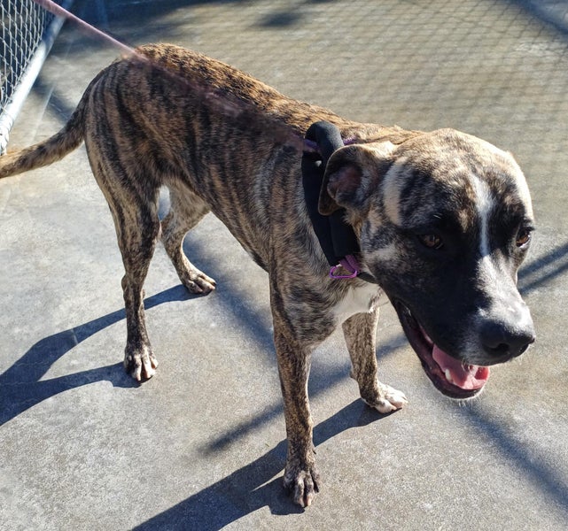 Brolly - Bull Mastiff cross Carousel 2