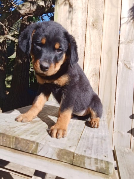PB Rottweiler Puppies62993529188354111