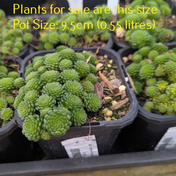 Monanthes Polyphylla Carousel 2