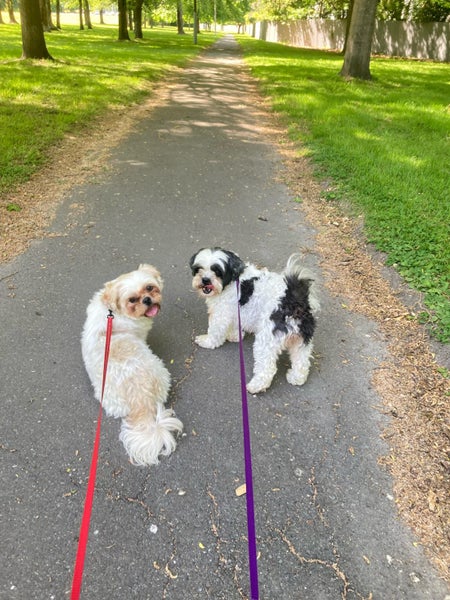 Two Maltese/Shih Tzu female adult dogs Carousel 1