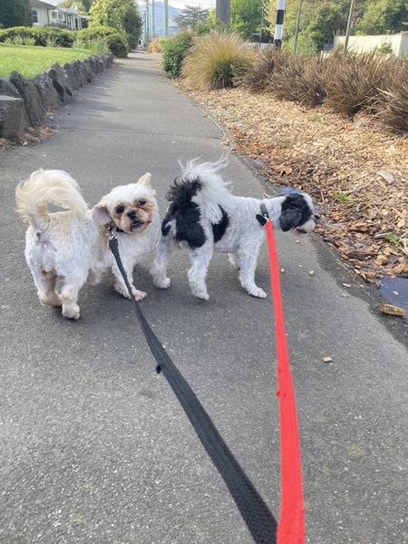 Two Maltese/Shih Tzu female adult dogs Carousel 2