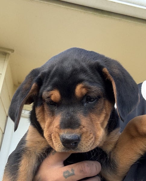 Rottweiler puppies Carousel 1