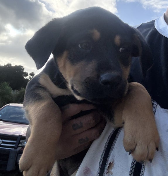 Rottweiler puppies Carousel 2