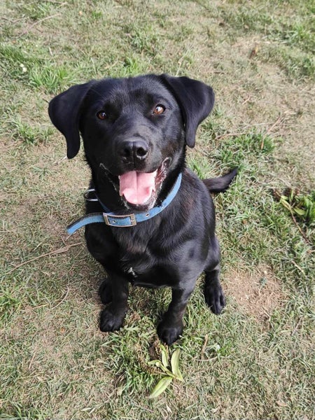 Pound Paws Rescue - Sky, Lab/Collie, Dunedin Carousel 2