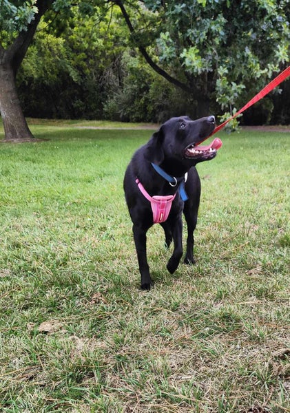 Pound Paws Rescue - Sky, Lab/Collie, Dunedin Carousel 3