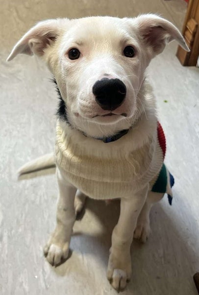 Pound Paws Rescue - Whetu - Heading pup (deaf) ChCh Carousel 1