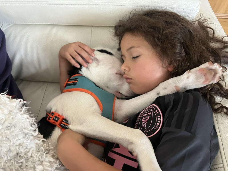 Pound Paws Rescue - Whetu - Heading pup (deaf) ChCh Carousel 2