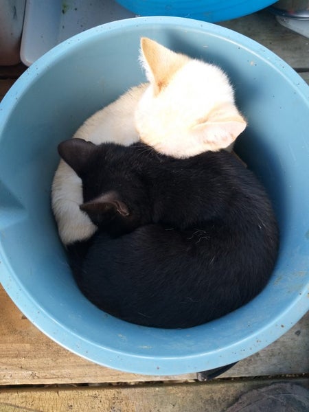 Kittens Carousel 2
