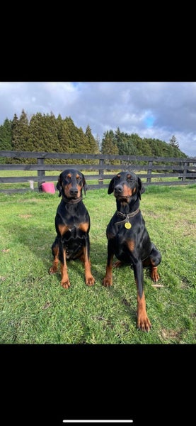 Doberman puppies Carousel 1