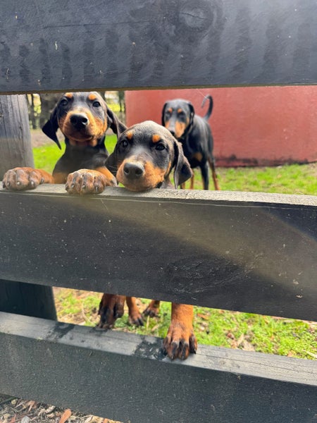 Doberman puppies Carousel 2