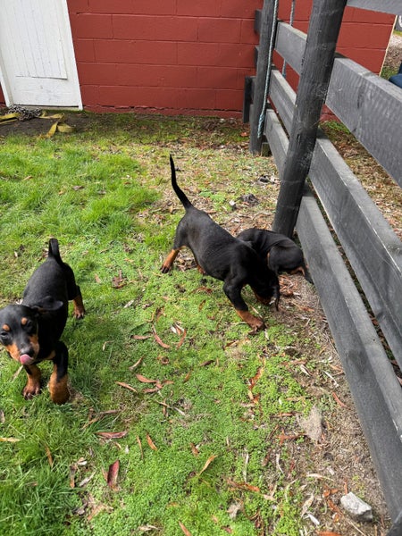 Doberman puppies62863855230465113
