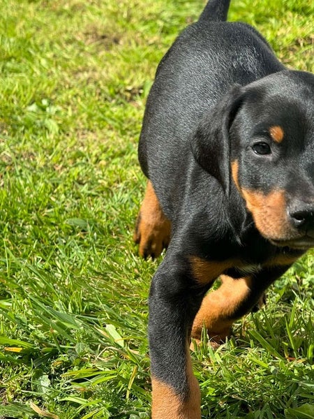 Doberman puppies Carousel 7