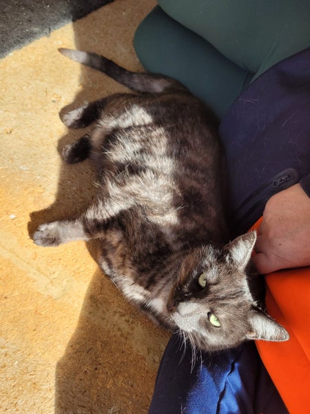 Tall, dark & extremely handsome - rehoming on behalf... Carousel 11