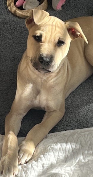 Tommy (Ellie's Canine Rescue & Rehome) Carousel 1