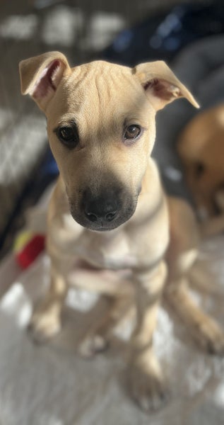 Tommy (Ellie's Canine Rescue & Rehome) Carousel 2
