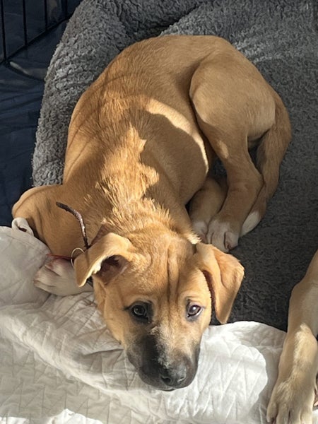 Tony (Ellie's Canine Rescue & Rehome) Carousel 1