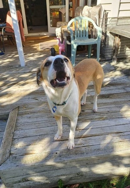 Pound Paws Rescue - On Behalf of - Charlie, ChCh Carousel 1