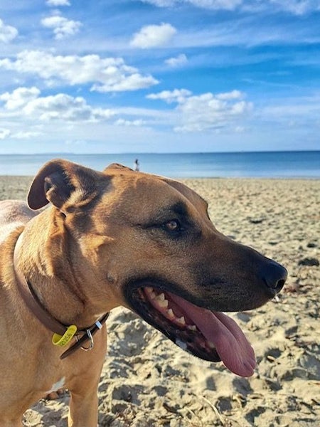 Apollo - free to a good home Carousel 1