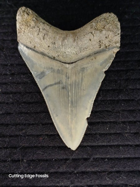 Megalodon Fossil Shark Tooth - 93.1mm / 3.6" - Lee Creek, Stunning Specimen Carousel 2