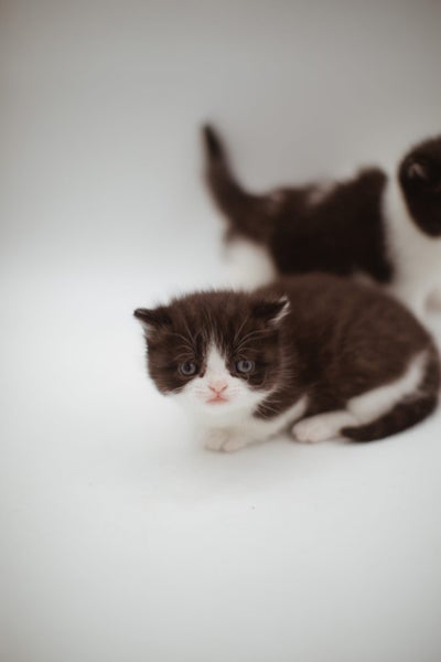 Napoleon ( Munchkin Persian) Kittens62998291325697111