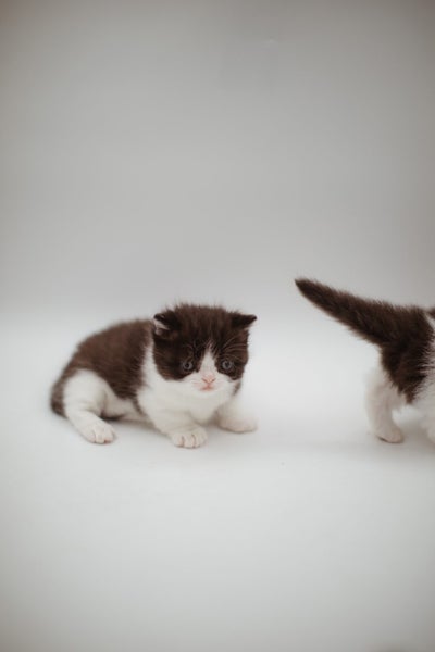 Napoleon ( Munchkin Persian) Kittens62998291325697112
