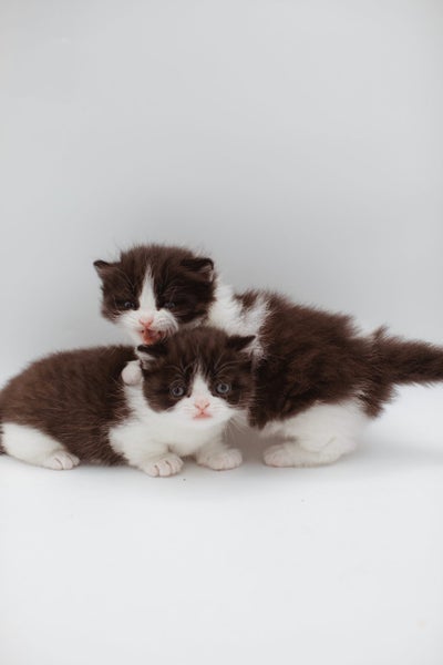 Napoleon ( Munchkin Persian) Kittens62998291325697113