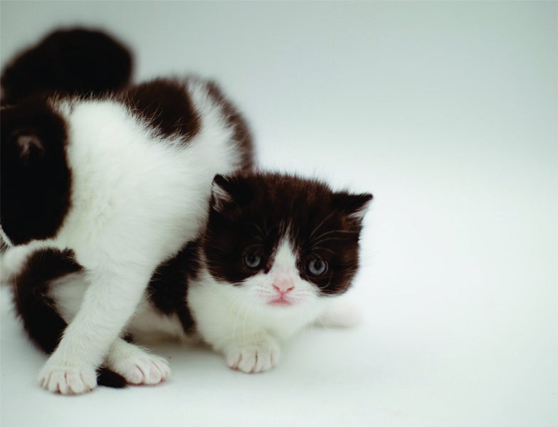 Napoleon ( Munchkin Persian) Kittens62998291325697114