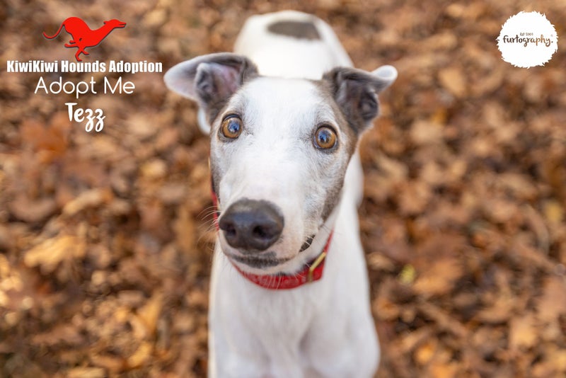 TEZZ - STUNNING 4 YEAR OLD RETIRED GREYHOUND BOY - CAT TRAINABLE Carousel 1