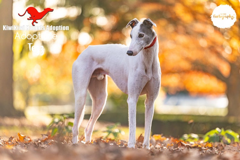 TEZZ - STUNNING 4 YEAR OLD RETIRED GREYHOUND BOY - CAT TRAINABLE Carousel 2